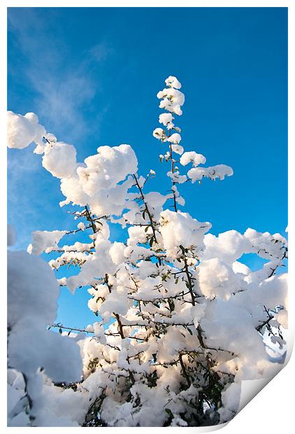Snow Capped Branches Print by James Lavott