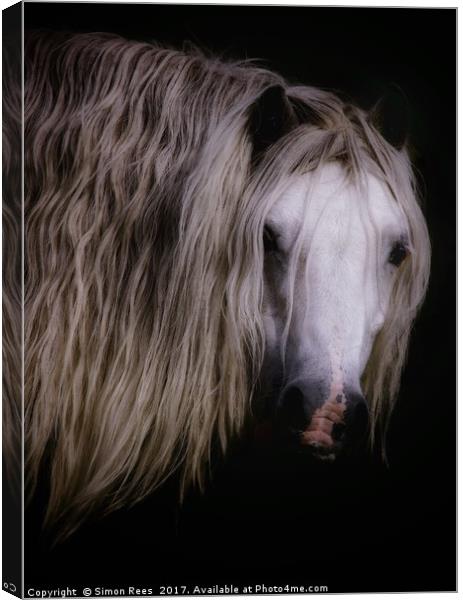 Wild Pony In Brecon Beacons  Canvas Print by Simon Rees
