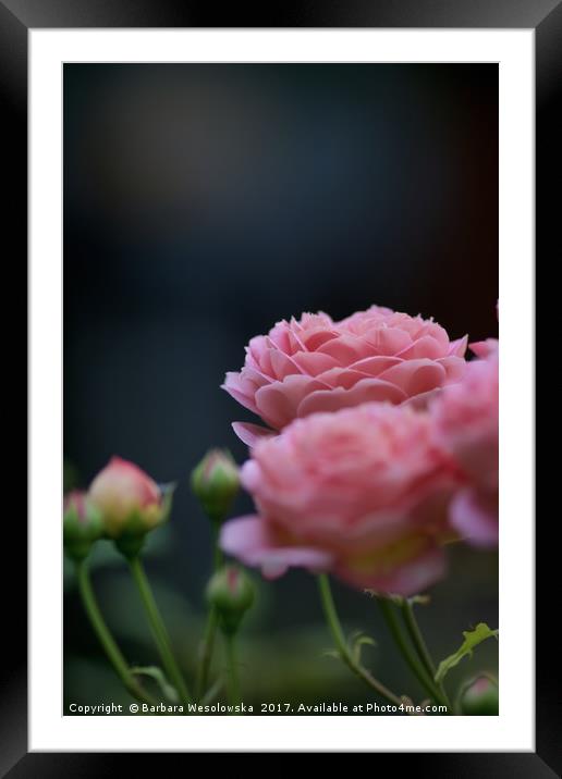 pink roses Framed Mounted Print by Barbara Wesolowska