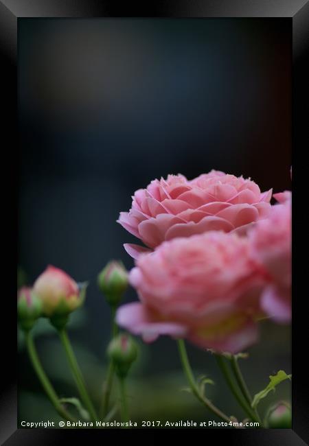 pink roses Framed Print by Barbara Wesolowska