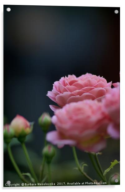 pink roses Acrylic by Barbara Wesolowska