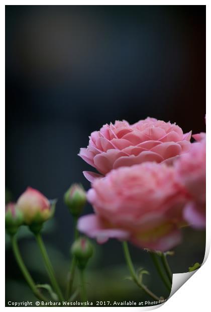 pink roses Print by Barbara Wesolowska