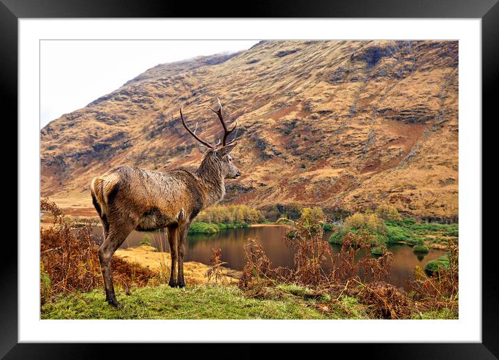 Red Deer Stag on location in Scotland Framed Mounted Print by JC studios LRPS ARPS