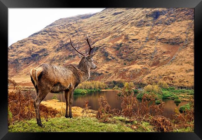 Red Deer Stag on location in Scotland Framed Print by JC studios LRPS ARPS