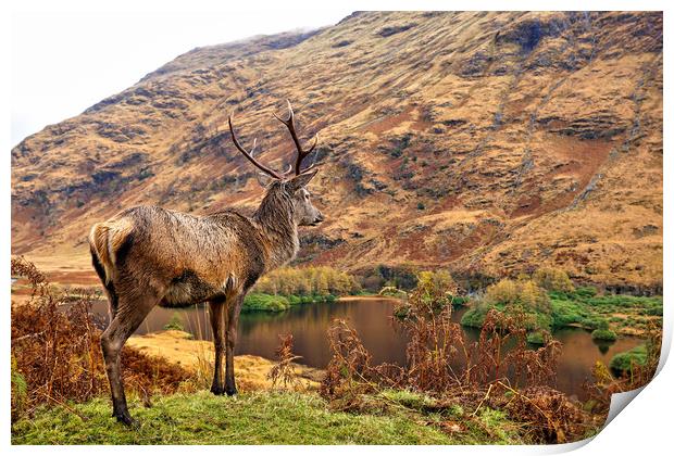 Red Deer Stag on location in Scotland Print by JC studios LRPS ARPS