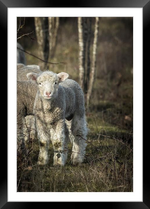Winter Lamb Framed Mounted Print by Belinda Greb