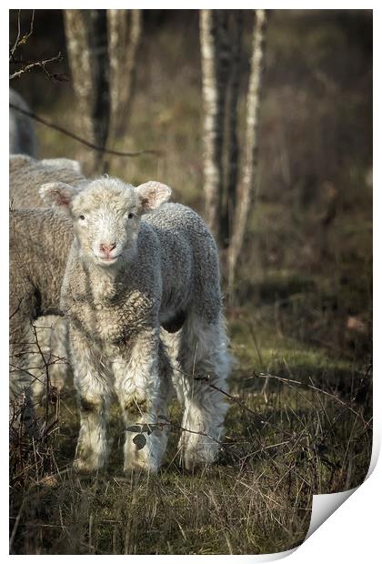 Winter Lamb Print by Belinda Greb