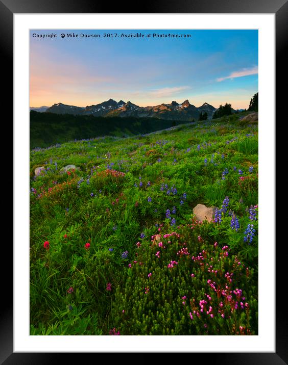 Tatoosh Wildflower Sunrise Framed Mounted Print by Mike Dawson