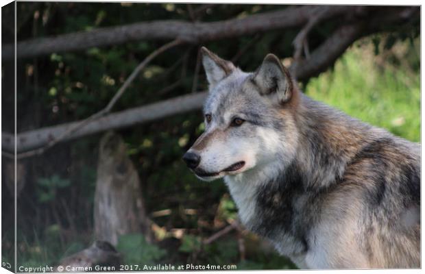 Grey wolf (Canis lupus) Canvas Print by Carmen Green