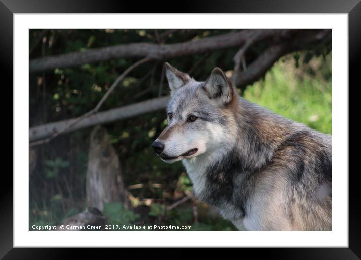 Grey wolf (Canis lupus) Framed Mounted Print by Carmen Green