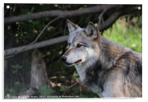 Grey wolf (Canis lupus) Acrylic by Carmen Green
