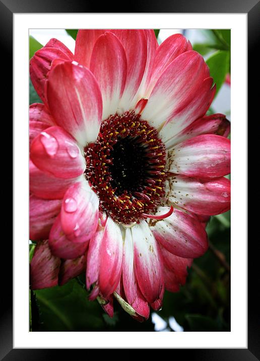 Pink and White Framed Mounted Print by Doug McRae