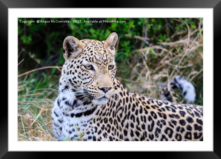 Leopard portrait Botswana Framed Mounted Print by Angus McComiskey