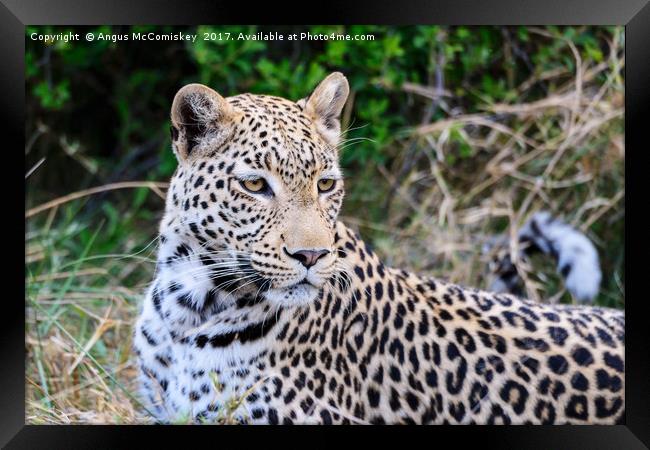 Leopard portrait Botswana Framed Print by Angus McComiskey