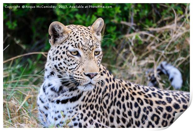 Leopard portrait Botswana Print by Angus McComiskey