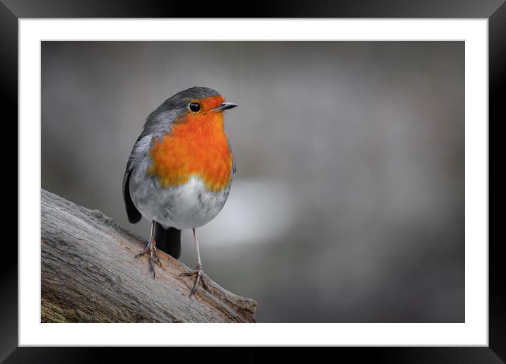 Robin (Erithacus rubecula)   Framed Mounted Print by chris smith