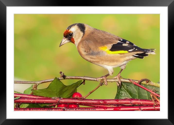 European goldfinch bird close up   Framed Mounted Print by Simon Bratt LRPS