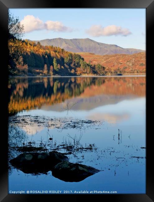 "Across Blencathra from Thirlmere" Framed Print by ROS RIDLEY