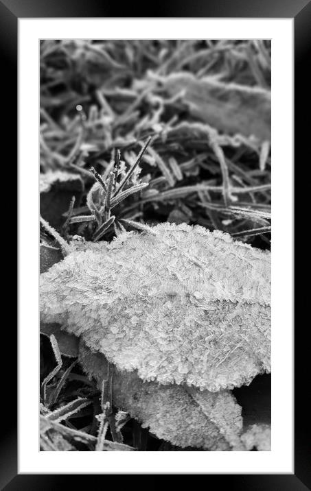 Hard frost Framed Mounted Print by Sandra Deighan