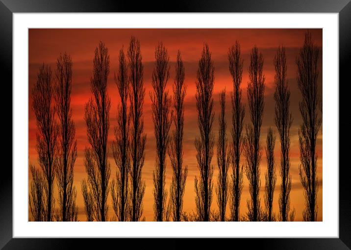 Sunset through the Trees Framed Mounted Print by Chantal Cooper