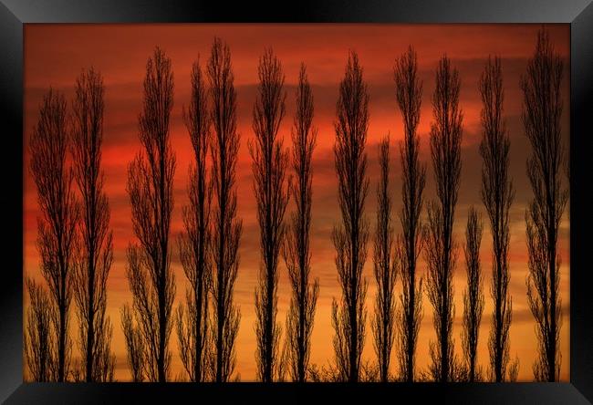 Sunset through the Trees Framed Print by Chantal Cooper