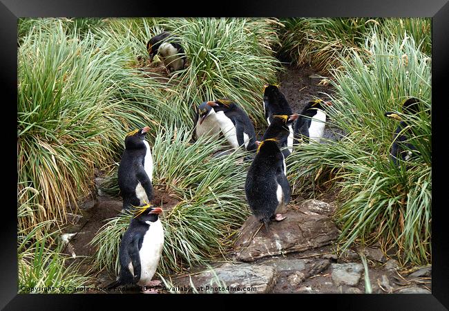 Macaroni Penguins in Their Rookery Framed Print by Carole-Anne Fooks