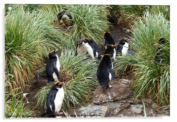 Macaroni Penguins in Their Rookery Acrylic by Carole-Anne Fooks