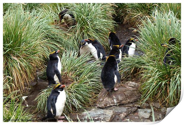 Macaroni Penguins in Their Rookery Print by Carole-Anne Fooks