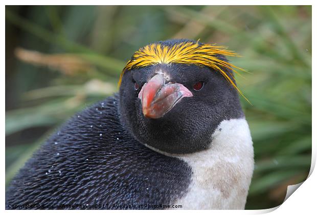 Macaroni Penguin Portrait Print by Carole-Anne Fooks