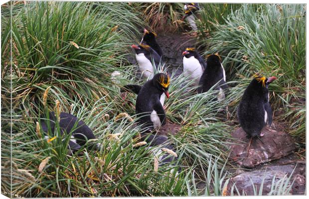 Macaroni Penguins in Their Rookery Canvas Print by Carole-Anne Fooks