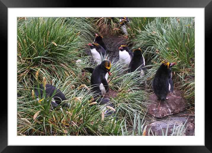 Macaroni Penguins in Their Rookery Framed Mounted Print by Carole-Anne Fooks