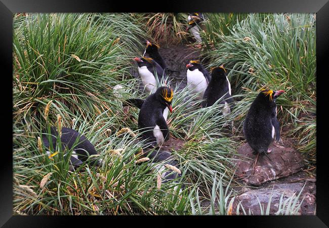 Macaroni Penguins in Their Rookery Framed Print by Carole-Anne Fooks
