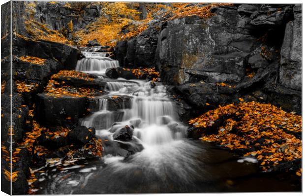 Autumn Colurs at Lumsdale Canvas Print by Jason Moss