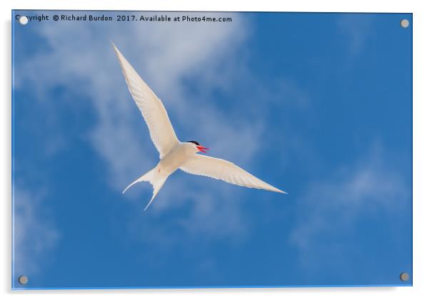 Arctic Tern Acrylic by Richard Burdon