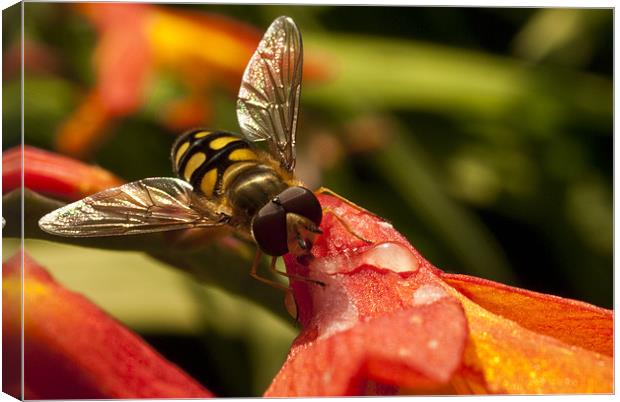 Hoverfly at Rest Canvas Print by James Lavott