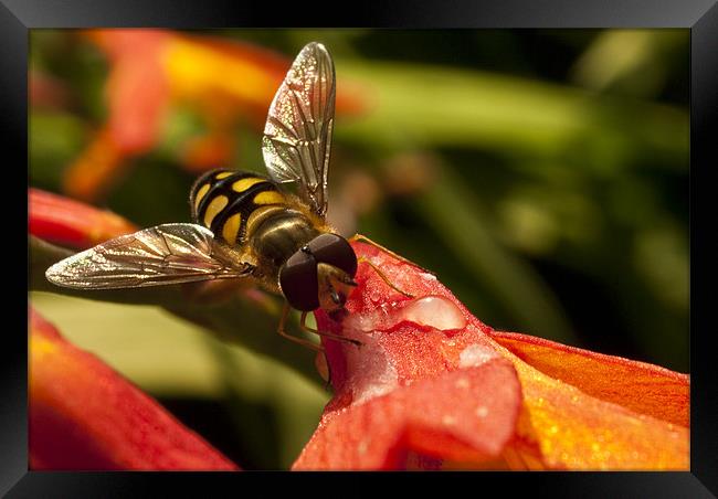 Hoverfly at Rest Framed Print by James Lavott