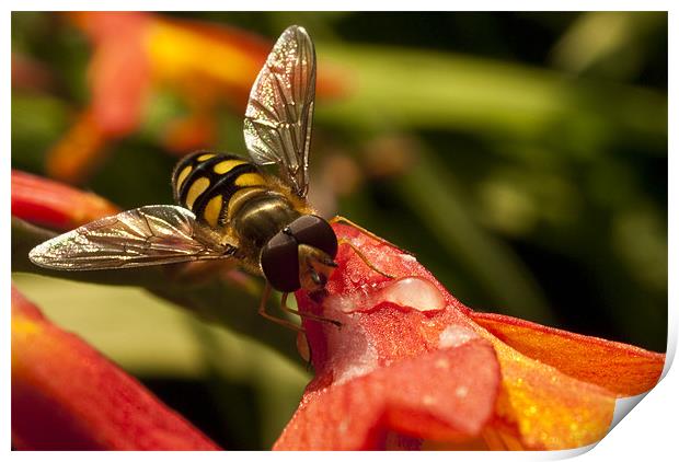 Hoverfly at Rest Print by James Lavott