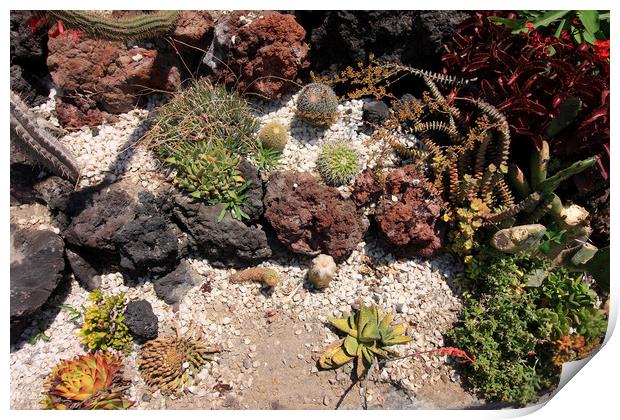 Cactus Rock Garden  Print by Aidan Moran