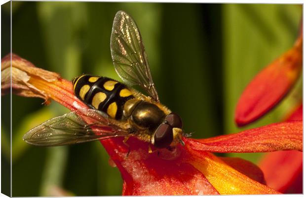 Hoverfly Canvas Print by James Lavott