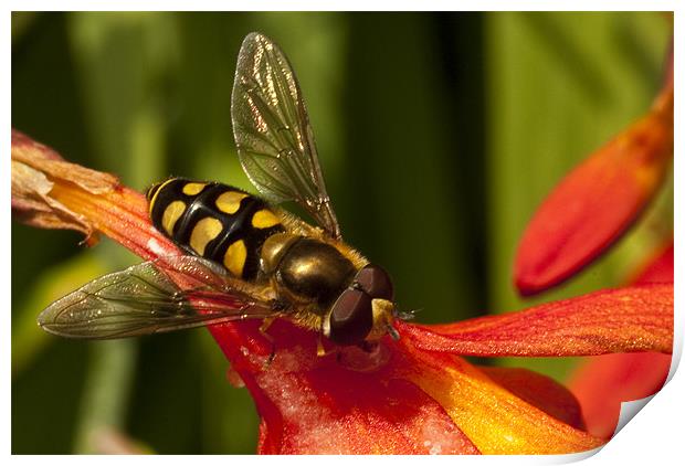 Hoverfly Print by James Lavott