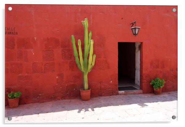 Cactus In Santa Catalina Monastery  Acrylic by Aidan Moran