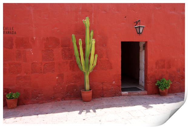 Cactus In Santa Catalina Monastery  Print by Aidan Moran