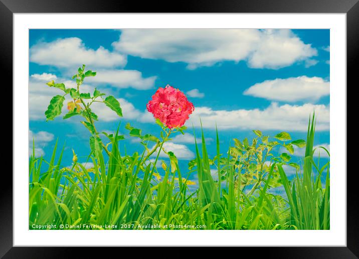 Flowers and Plants Background Framed Mounted Print by Daniel Ferreira-Leite