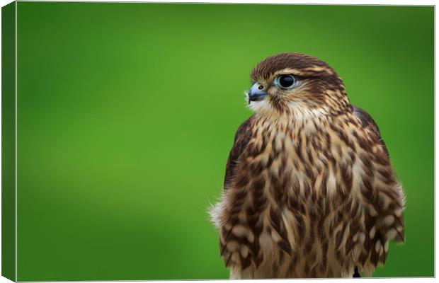 Merlin (Falco columbarius)       Canvas Print by chris smith