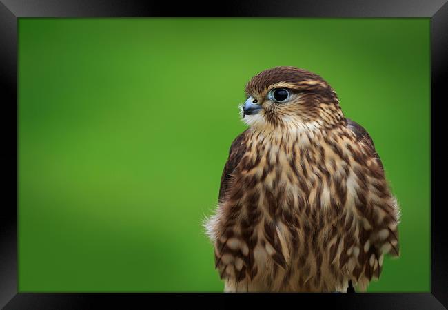Merlin (Falco columbarius)       Framed Print by chris smith