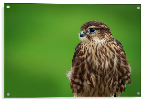 Merlin (Falco columbarius)       Acrylic by chris smith