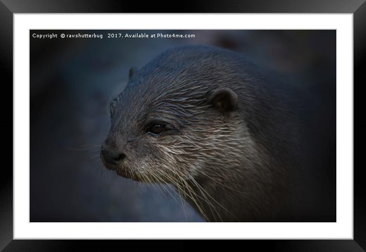 Small Clawed Otter Framed Mounted Print by rawshutterbug 