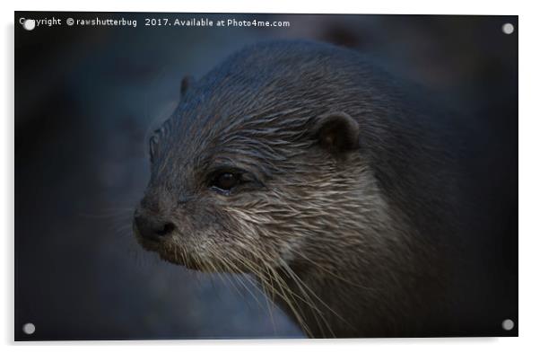 Small Clawed Otter Acrylic by rawshutterbug 