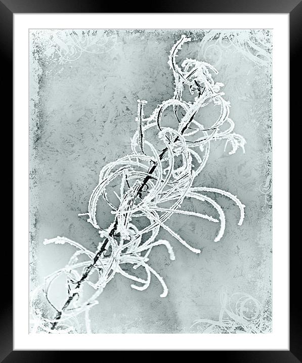 Frosty Framed Mounted Print by Jeni Harney
