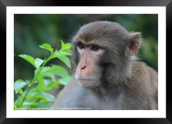 Macaque staring off into the distance at Kam Shan  Framed Mounted Print by Carmen Green